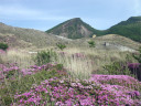 ススキヶ原付近から韓国岳方向のミヤマキリシマ３