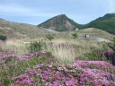 ススキヶ原付近から韓国岳方向のミヤマキリシマ3