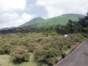 つつじヶ丘から韓国岳ミヤマキリシマ大群落２