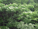 山法師の花