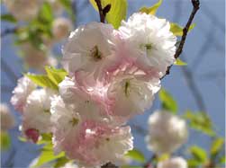 白いにピンクの混ざった八重桜