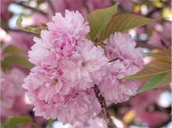 一番多いピンクの八重桜