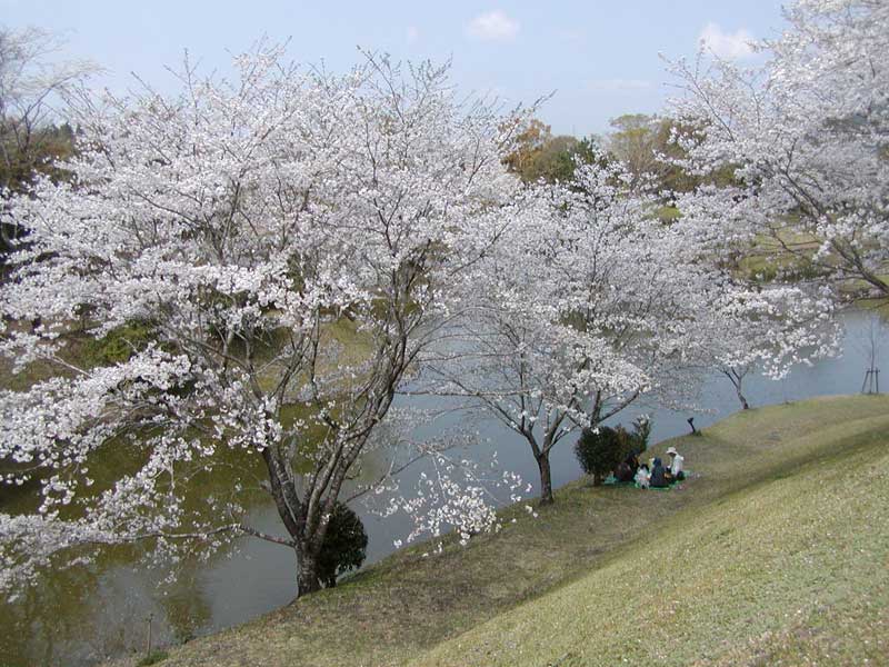 観音池公園　桜