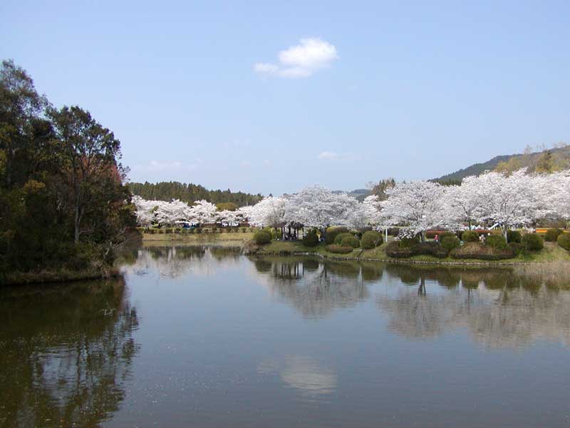 観音池公園　桜