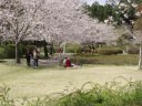 桜の木の下で弁当を広げる花見の人達