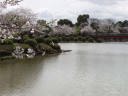 池の周囲に咲く桜