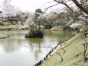 池に垂れ下がる桜