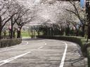 入り口付近の桜並木写真