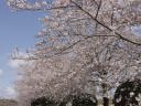 満開に咲いた桜