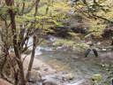 道路上から川内川に覆い被さる紅葉など