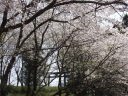 母智丘神社付近の２の鳥居と桜