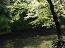 澄んだ水と新緑