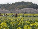 女狭穂塚東側の菜の花と桜並木