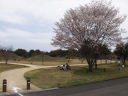 山桜と前方後円墳