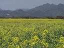 北側方向の菜の花
