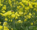 菜の花に止まるミツバチ