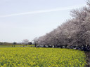 鬼の窟古墳方向の桜並木と菜の花