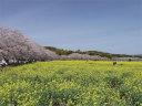 男狭穂塚方向の桜並木と一面の菜の花