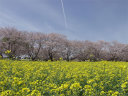 菜の花と桜並木そして青い空には飛行機雲