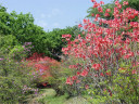 新緑と紅色のコントラスト
