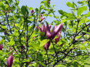 若葉の中に咲く紫色の木蓮