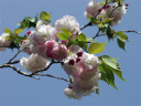 八重桜の枝真っ青な青空