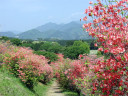 遊歩道を下る途中の尾鈴山